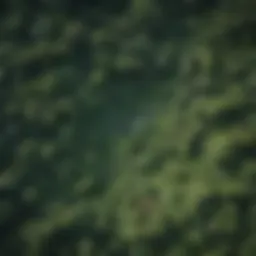 Aerial view of lush tropical rainforest