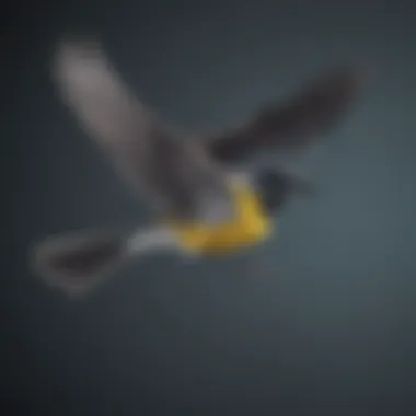 Aerial Elegance: Wagtail Soaring High Majestic Wagtail in Flight
